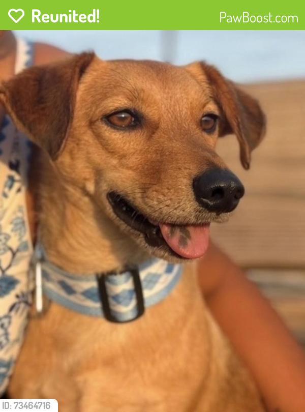 Reunited Male Dog last seen Ramp going on HWY 40 towards Raleigh, Morrisville, NC 27560