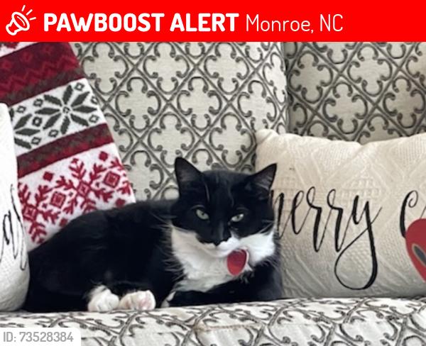Lost Female Cat last seen Thompson Bridge Rd. and Price Road, Monroe, NC 28110