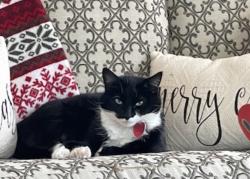 Lost Female Cat last seen Thompson Bridge Rd. and Price Road, Monroe, NC 28110