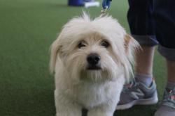 Reunited Male Dog last seen Oak Ridge and Water Oak Drive, Plano, TX 75025
