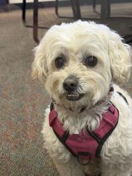 Found/Stray Female Dog last seen Near Daves Ave, Los Gatos, CA 95030, Los Gatos, CA 95030