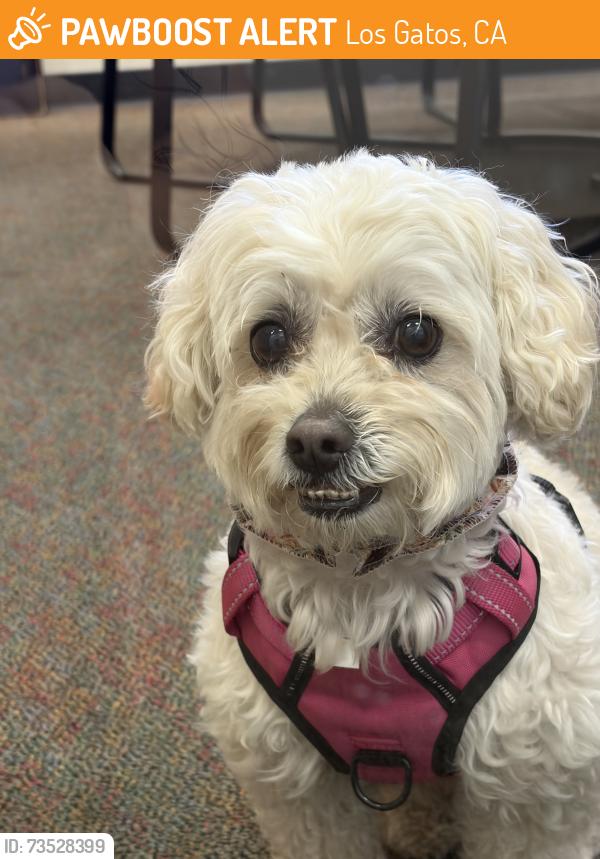 Found/Stray Female Dog last seen Near Daves Ave, Los Gatos, CA 95030, Los Gatos, CA 95030