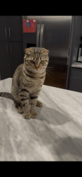 Lost Male Cat last seen Near Kenwell Street, Dallas, TX 75209