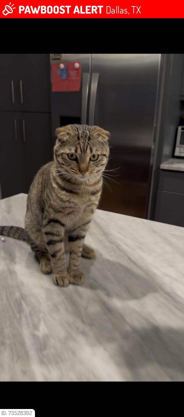 Lost Male Cat last seen Near Kenwell Street, Dallas, TX 75209
