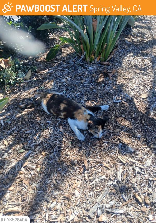 Found/Stray Unknown Cat last seen Jamacha rd, Spring Valley, CA 91946