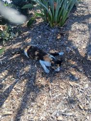 Found/Stray Unknown Cat last seen Jamacha rd, Spring Valley, CA 91946