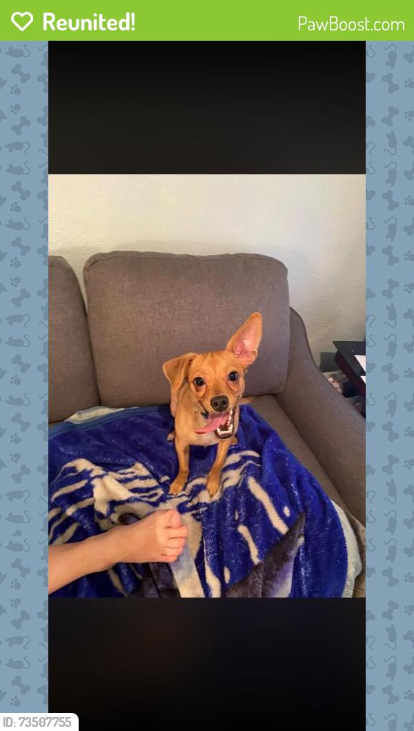 Reunited Male Dog last seen 10th St, Sparks, NV 89431, USA, Sparks, NV 89431