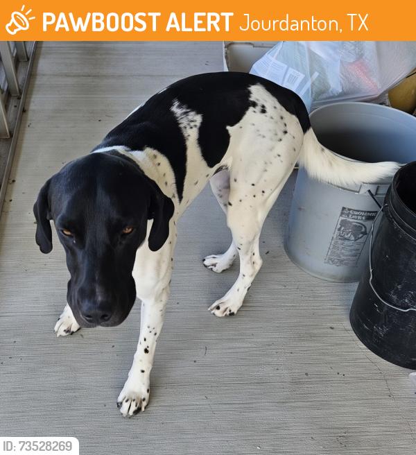 Found/Stray Male Dog last seen jourdanton tx, Jourdanton, TX 78026