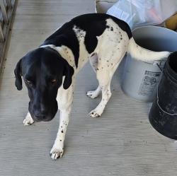 Found/Stray Male Dog last seen jourdanton tx, Jourdanton, TX 78026