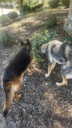 Found/Stray Unknown Dog last seen Ponderosa, Camarillo, CA 93010