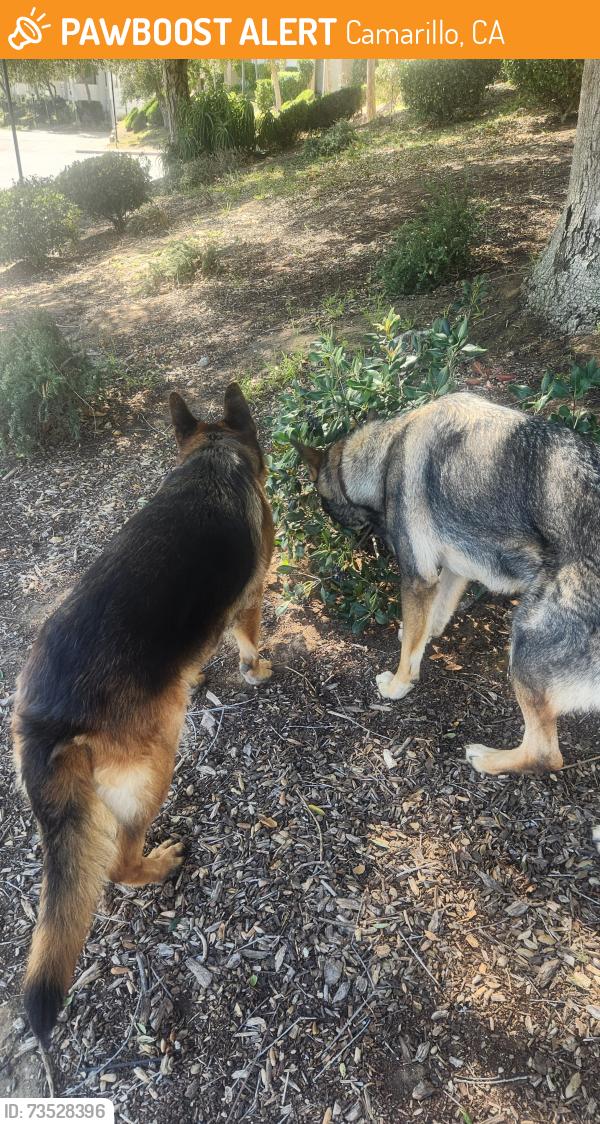 Found/Stray Unknown Dog last seen Ponderosa, Camarillo, CA 93010