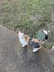 Found/Stray Unknown Cat last seen Silver Spur Cir cul-de-sac, Bryan, TX 77801
