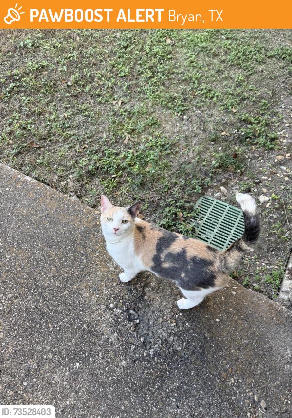 Found/Stray Unknown Cat last seen Silver Spur Cir cul-de-sac, Bryan, TX 77801