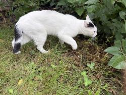 Found/Stray Male Cat last seen ebony lane and embry path apple valley, mn, Apple Valley, MN 55124