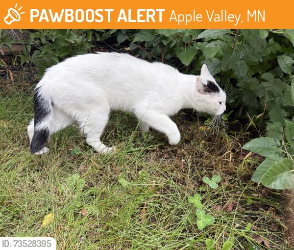 Found/Stray Male Cat last seen ebony lane and embry path apple valley, mn, Apple Valley, MN 55124