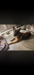Reunited Unknown Dog last seen Nascimento and Alfonseca, Manteca, CA 95337