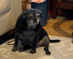 Reunited Male Dog last seen Near North 22nd Street, Boise, ID 83702