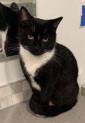 Lost Male Cat last seen Rolling Road off Franklin in the Eastwood Lake area, Chapel Hill, NC 27514