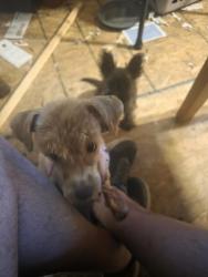 Reunited Female Dog last seen W. 31St and S Seneca, Wichita, KS 67217
