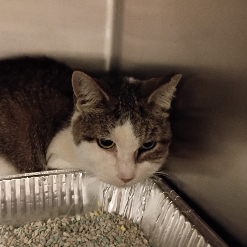 Shelter Stray Female Cat last seen , 157 W Grand Ave, Chicago, IL 60654, USA