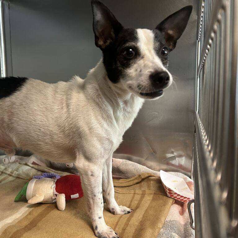 Shelter Stray Male Dog last seen , 14 Forever Friend Ln, Asheville, NC 28806, USA