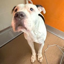 Shelter Stray Male Dog last seen , 3428 S Jenkins Ave, Norman, OK 73072, USA