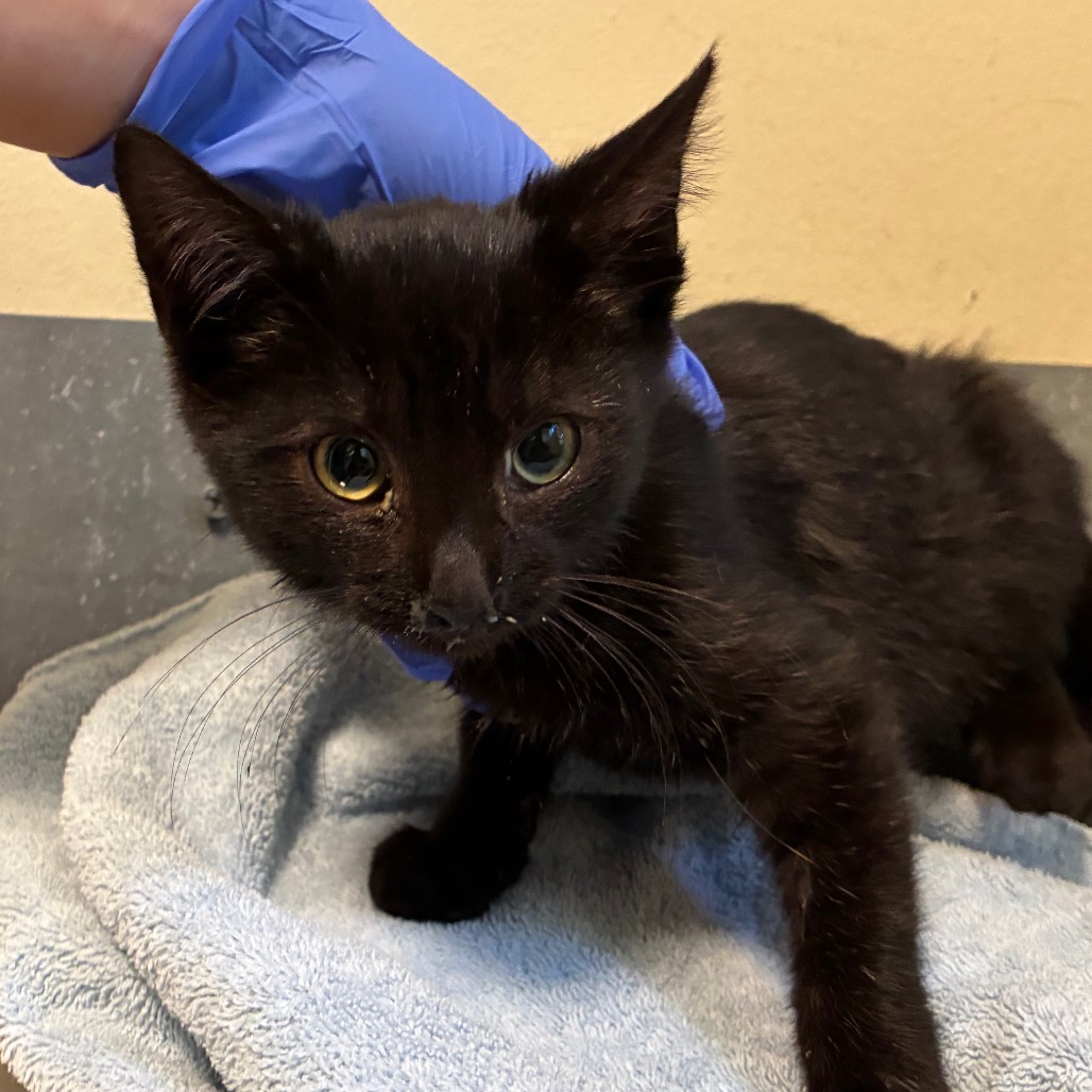 Shelter Stray Male Cat last seen , 361 S Raymond Ave, Pasadena, CA 91105, USA