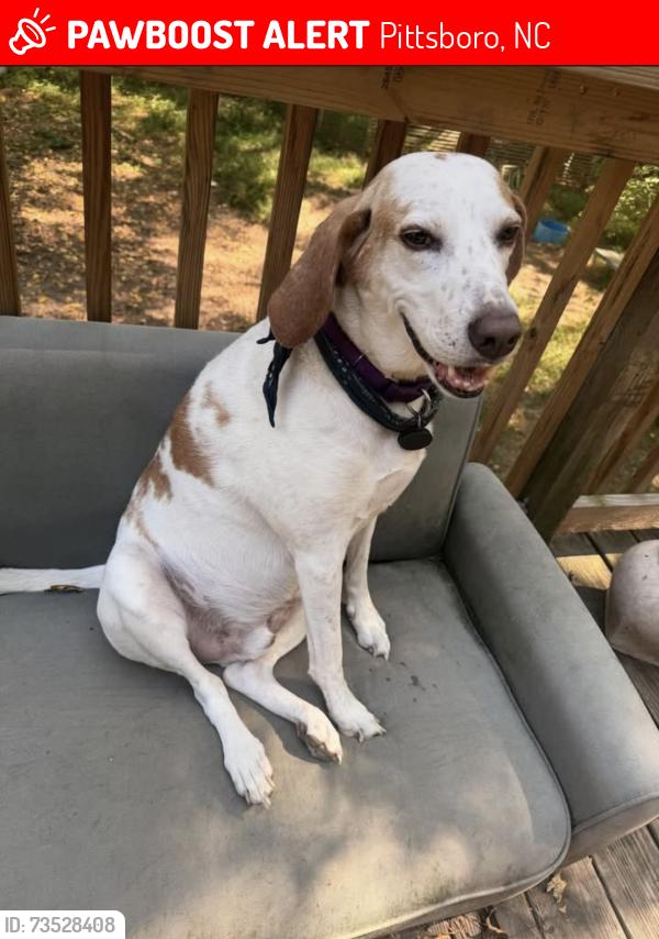 Lost Male Dog last seen Abe Burnette and Jones ferry, Pittsboro, NC 27312