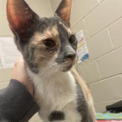 Shelter Stray Female Cat last seen , 54687 Co Rd 19, Bristol, IN 46507, USA