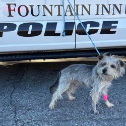 Shelter Stray Male Dog last seen , 300 N Main St, Fountain Inn, SC 29644, USA