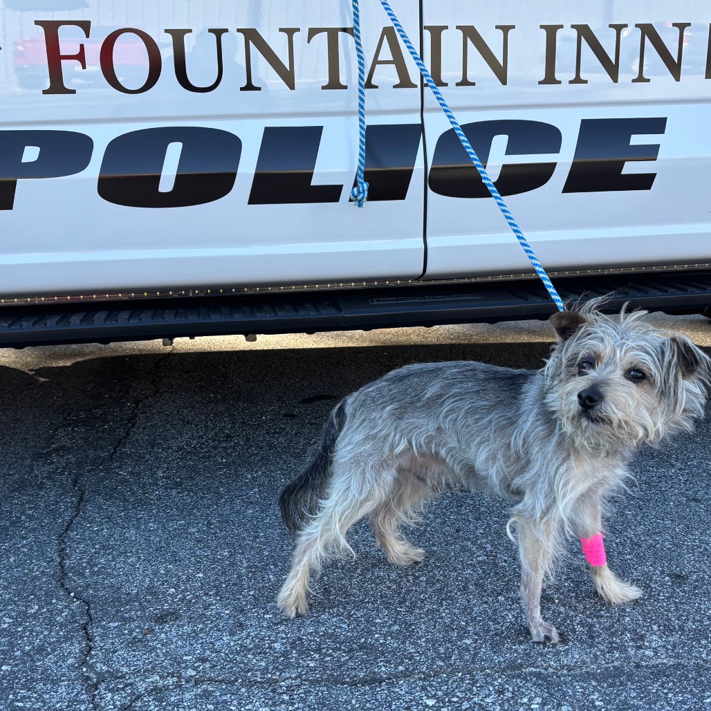 Shelter Stray Male Dog last seen , 300 N Main St, Fountain Inn, SC 29644, USA