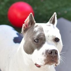 Shelter Stray Female Dog last seen , 3173 K-68 Hwy, Ottawa, KS 66067, USA