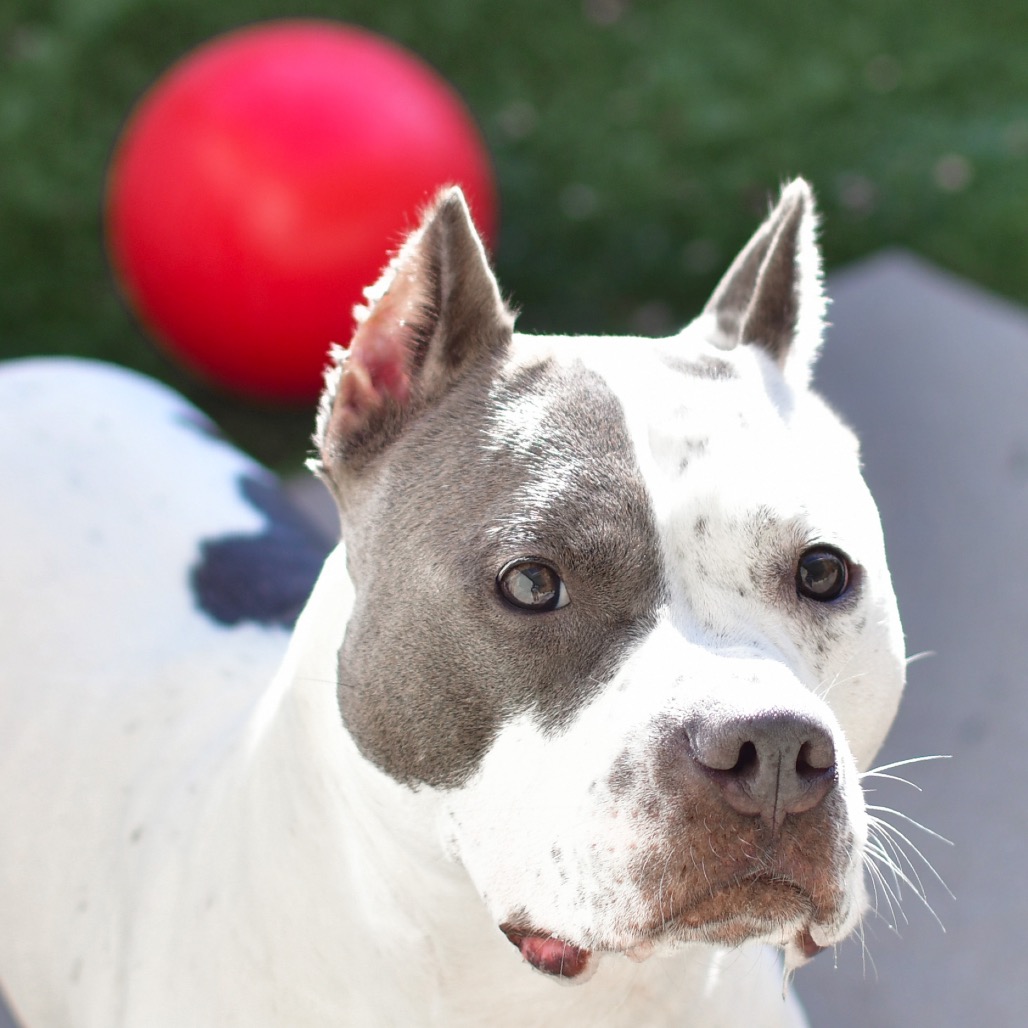 Shelter Stray Female Dog last seen , 3173 K-68 Hwy, Ottawa, KS 66067, USA
