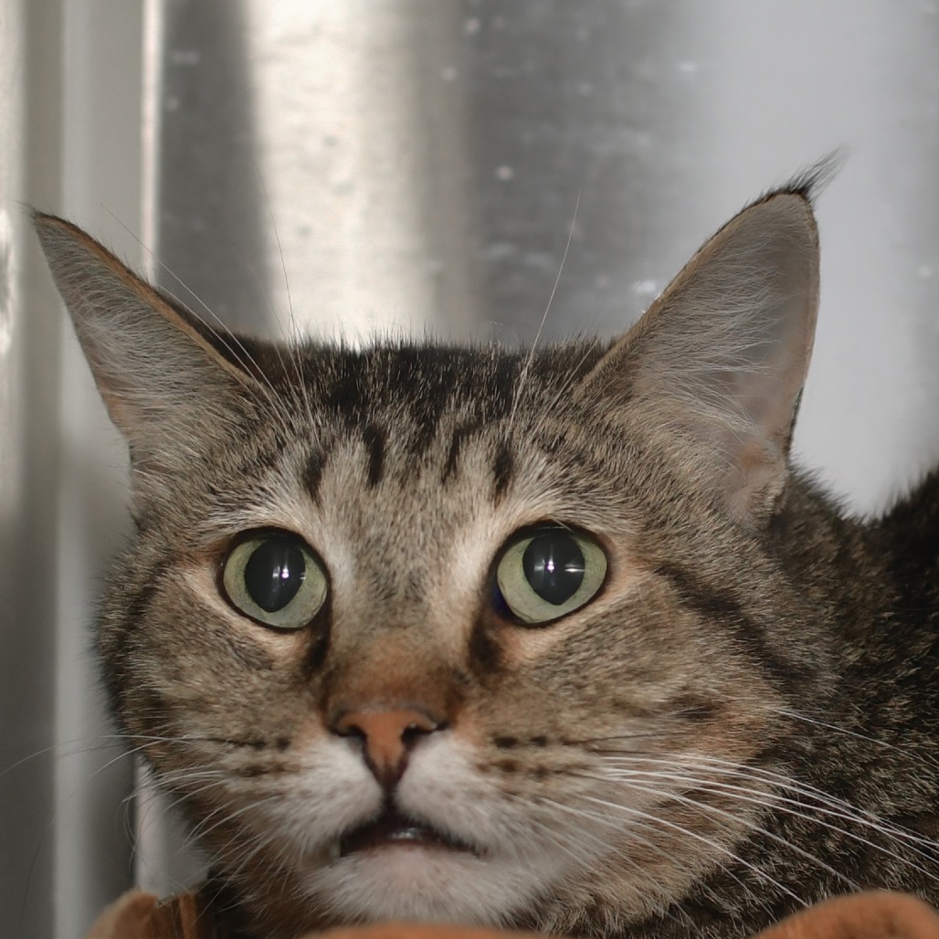 Shelter Stray Male Cat last seen , 3173 K-68 Hwy, Ottawa, KS 66067, USA