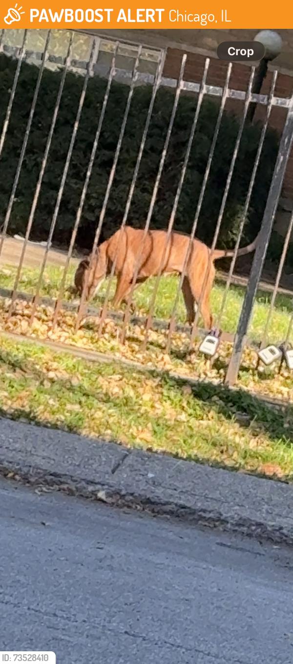 Found/Stray Female Dog last seen Near n seeley, Chicago, IL 60659