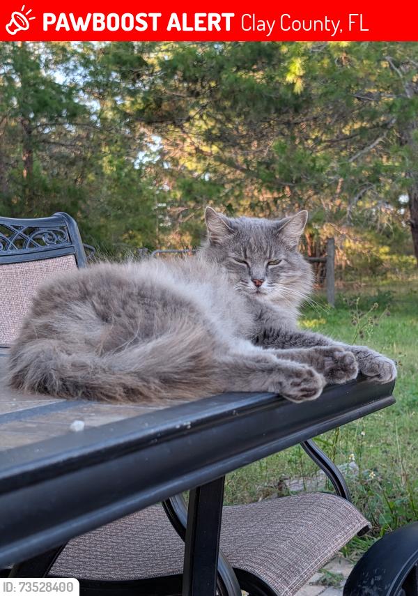 Lost Female Cat last seen Twin Lakes Road/Irene Street, Clay County, FL 32160