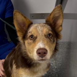 Shelter Stray Male Dog last seen , 328 Furman Hall Rd, Greenville, SC 29609, USA