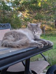 Lost Female Cat last seen Twin Lakes Road/Irene Street, Clay County, FL 32160