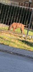 Found/Stray Female Dog last seen Near n seeley, Chicago, IL 60659
