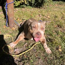 Shelter Stray Female Dog last seen , 980 Guilford College Rd, Greensboro, NC 27409, USA