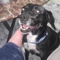 Shelter Stray Female Dog last seen , 980 Guilford College Rd, Greensboro, NC 27409, USA