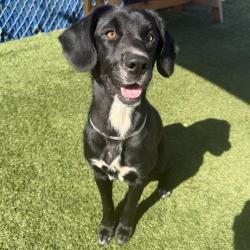 Shelter Stray Female Dog last seen , 12910 Yukon Ave, Hawthorne, CA 90250, USA