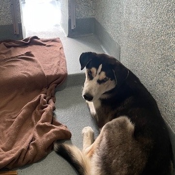 Shelter Stray Unknown Dog last seen , 12910 Yukon Ave, Hawthorne, CA 90250, USA