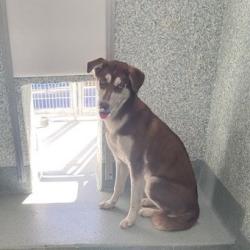 Shelter Stray Unknown Dog last seen , 12910 Yukon Ave, Hawthorne, CA 90250, USA