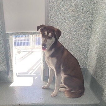 Shelter Stray Unknown Dog last seen , 12910 Yukon Ave, Hawthorne, CA 90250, USA