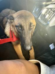 Found/Stray Male Dog last seen Cross lanes, WV/Institute, Saint Albans, WV 25177