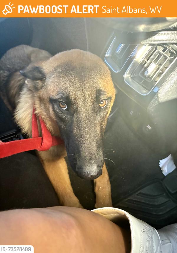 Found/Stray Male Dog last seen Cross lanes, WV/Institute, Saint Albans, WV 25177