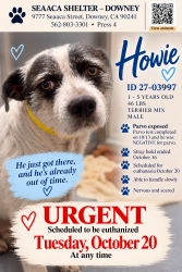 Found/Stray Male Dog last seen SEAACA Shelter Downey, Paramount, CA 90805