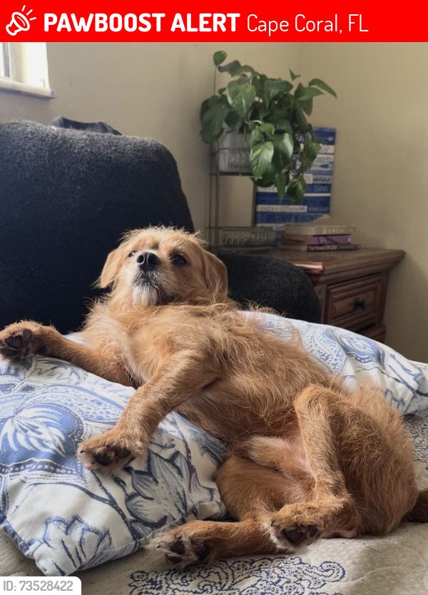 Lost Male Dog last seen Cape Coral Parkway, Cape Coral, FL 33991