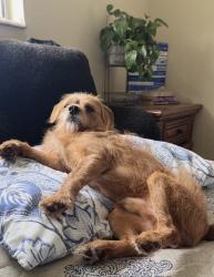 Lost Male Dog last seen Cape Coral Parkway, Cape Coral, FL 33991